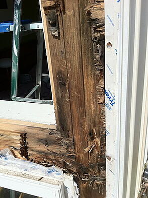 Wood_Rot_Image