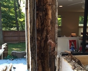Wood_Rot_2-765978-edited.jpg