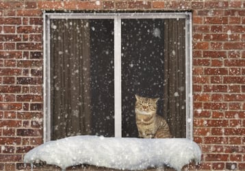 cat looking out window at snow.jpg
