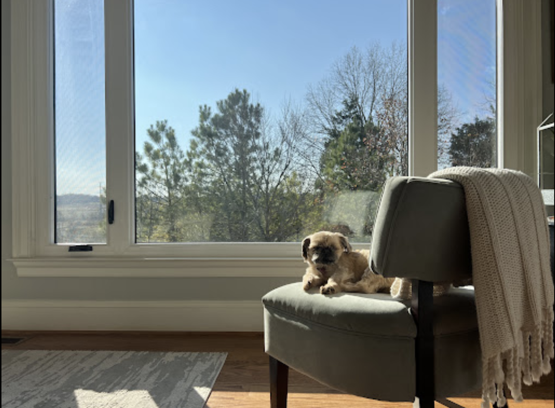 a small dog in a chair in front of a window