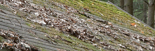 Do You Have Algae On Your Roof in Virginia or Maryland?